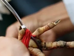 Diduga Informasi Bocor, Polisi Gagal Amankan Satupun Pelaku Judi Sabung Ayam