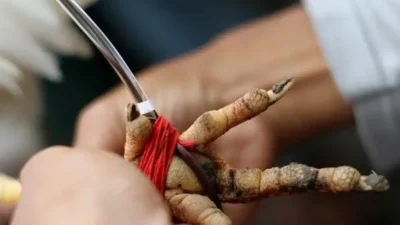 Barang bukti ayam aduan diamankan Polsek Bulukumpa