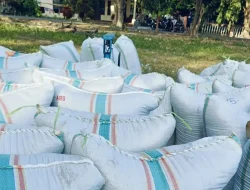 Harga Cuman Rp6000 per Kg, Banyak Gabah Petani di Bulukumba Tidak Terserap
