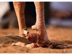 Eks Caleg, Diduga Dirikan Arena Judi Sabung Ayam Lintas Kabupaten di Kajang 