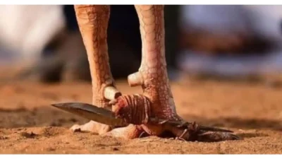 Arena judi sabung ayam di Desa Sangkala yang diduga beroperasi lintas kabupaten.