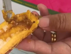 Viral! Menu MBG Berulat Ditemukan di Bulukumba