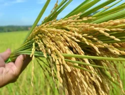 Petani di Bontonyeleng Minta Bibit Padi Bantuan Diganti Dari Ampari ke Mekongga 