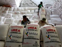 Ada Syarat Petani Bulukumba Bisa Dapat Pupuk Bersubsidi di Kelompok Tani