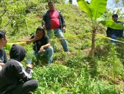 Breaking News: Polisi Temukan Ladang Ganja di Kecamatan Kindang