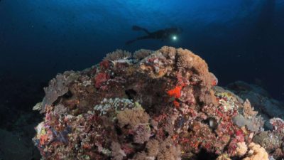 Keindahan bawah laut Bulukumba