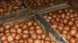 Stok Telur Aman, Mentan Pastikan Harga Stabil Meski Ada Program MBG Telur ayam. Foto ist