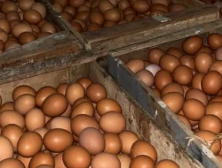 Stok Telur Aman, Mentan Pastikan Harga Stabil Meski Ada Program MBG