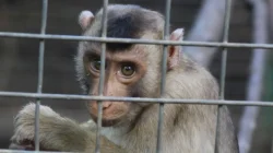 Diduga Aniaya Kera, Dua Warga Kecamatan Kobalima NTT Berurusan dengan Polisi Kera. Foto ilustrasi