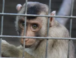 Diduga Aniaya Kera, Dua Warga Kecamatan Kobalima NTT Berurusan dengan Polisi