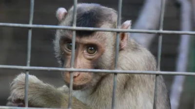 Kera. Foto ilustrasi