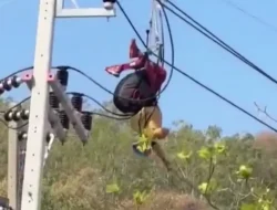 Viral Penerbang Paralayang Asal AS Tersangkut di Tiang Listrik Koh Larn Thailand