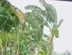 Waspada! Cuaca Ekstrem Bayangi Sejumlah Daerah di Indonesia Hari Ini