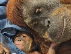 Momen Bersejarah, Bayi Orangutan Bernama Raya Lahir di AS