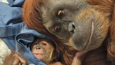 Bayi orangutan bernama Raya lahir di AS. Foto Fort Wayne Zoo