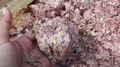 Terbongkar! Polisi Pastikan Uang Rp100 Ribu di TPS Bekasi Asli