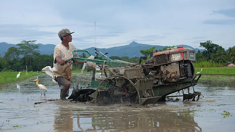 Alsintan Brigade Pemprov Sulsel Bisa Dipinjam Gratis Seorang petani bertopi mengendalikan traktor tangan hijau dan merah yang membajak sawah berlumpur penuh air, dengan beberapa burung kuntul putih di sekitarnya dan barisan gunung di kejauhan