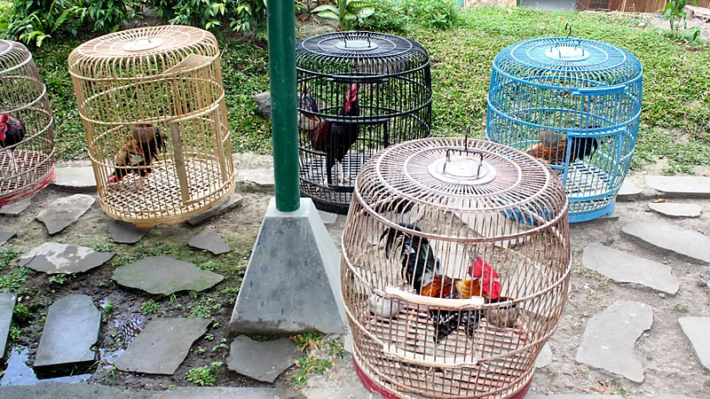 Polsek Bulukumpa Bongkar dan Bakar Arena Sabung Ayam di Bontomangiring Beberapa ayam jantan di dalam sangkar bambu dan kurungan plastik berwarna di tepi jalan berbatu