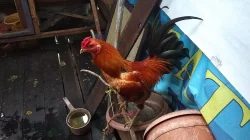Ayam jantan berbulu merah kecokelatan dan ekor hitam bertengger di atas pot di teras kayu