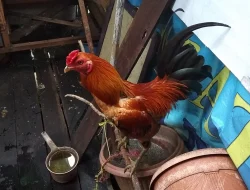Polsek Bulukumpa Bongkar dan Bakar Arena Sabung Ayam di Bontomangiring