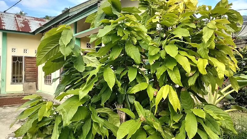 Pohon kakao muda berdaun hijau lebat tumbuh di halaman sebuah rumah berdinding kuning dan hijau di bawah langit cerah