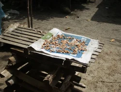 8 Kelompok Tani Dampang Dapat Benih Kakao dan Pala APBN
