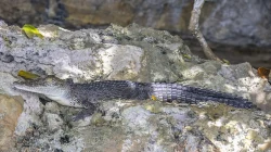 Buaya Muara di Pantai Merpati Bulukumba Diduga dari Bialo
