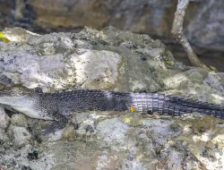 Buaya Muara di Pantai Merpati Bulukumba Diduga dari Bialo