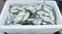 Ikan hasil tangkapan nelayan menumpuk di dalam kotak styrofoam putih