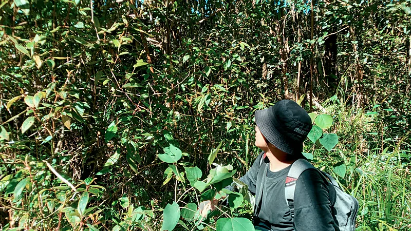Ratusan Petani Bulukumba Tuntut Tiga Konflik Agraria Seseorang bertopi rimba dan menggendong ransel berjalan menembus rimbunan semak dan pepohonan hijau yang rapat di kawasan hutan