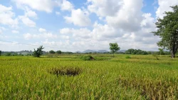 Ratusan Petani Bulukumba Tuntut Tiga Konflik Agraria
