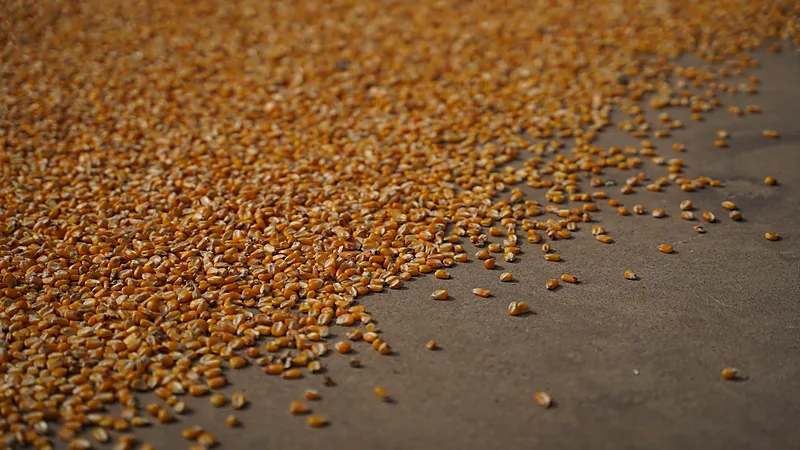 33.000 Ton Jagung Sulsel ke Jatim, Bulukumba 154.593 Ton Hamparan butiran jagung pipilan kering berwarna jingga kecokelatan dijemur di atas lantai beton abu-abu