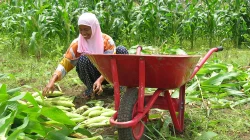 33.000 Ton Jagung Sulsel ke Jatim, Bulukumba 154.593 Ton