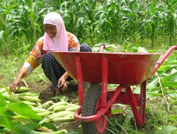33.000 Ton Jagung Sulsel ke Jatim, Bulukumba 154.593 Ton