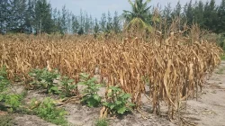 Profil Kecamatan Bontotiro Bulukumba: 12 Desa, 1 Kelurahan