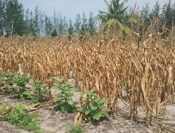 Profil Kecamatan Bontotiro Bulukumba: 12 Desa, 1 Kelurahan