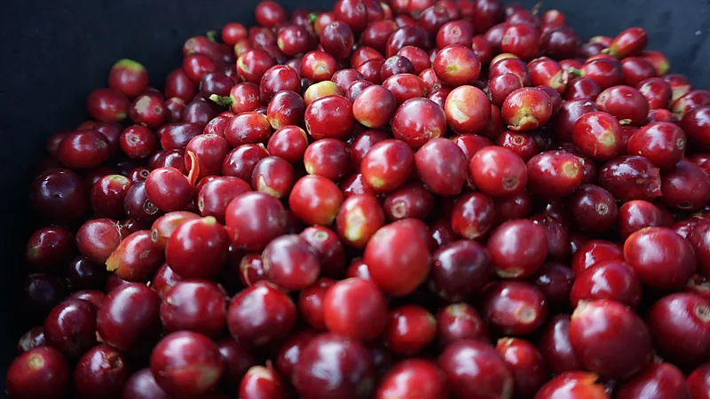 Tumpukan buah kopi ceri berwarna merah tua mengilap memenuhi wadah berdasar gelap, sebagian masih menyisakan tangkai hijau
