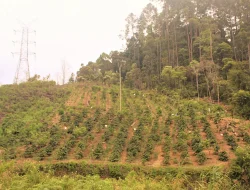 Profil Kecamatan Kindang Bulukumba: 12 Desa 1 Kelurahan