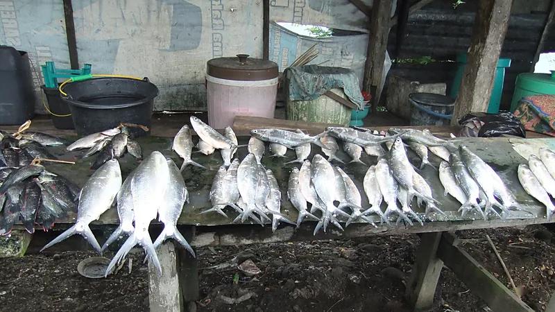 Profil Kecamatan Ujung Bulu Bulukumba: 9 Kelurahan Deretan ikan bolu atau bandeng ditata rapi di atas meja kayu sebuah lapak ikan beratap seng, dengan ember dan wadah plastik di belakangnya