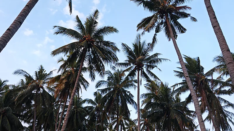 Profil Kecamatan Ujung Loe Bulukumba: 12 Desa dan Kelapa Deretan pohon kelapa tinggi difoto dari bawah tegakan, tajuk daunnya saling bersilang di bawah langit biru dengan awan tipis