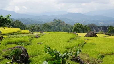 Hamparan sawah padi menguning di perbukitan Sulawesi dengan batu-batu besar di pematang dan pegunungan berkabut di latar belakang