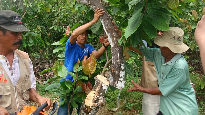 Produksi Padi dan Perkebunan Bulukumba Data 2025 Empat petani mengelilingi batang pohon kakao yang baru dipangkas, satu orang memegang mesin pemangkas dan satu lagi menahan cabang di atas