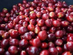 Kopi Arabika Kahayya Bulukumba Resmi Indikasi Geografis