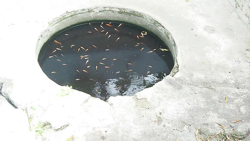 Sumur beton berbentuk bulat berisi air gelap dengan ikan-ikan kecil berwarna oranye