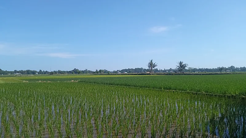 Hamparan sawah muda tergenang air memantulkan langit biru cerah, dengan pematang membelah petak-petak, dua pohon kelapa dan deretan rumah di kejauhan