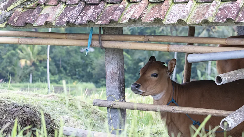 Seekor sapi bali cokelat bertali biru berdiri di dalam kandang beratap genteng berkerangka bambu, dengan hamparan sawah di latar belakang