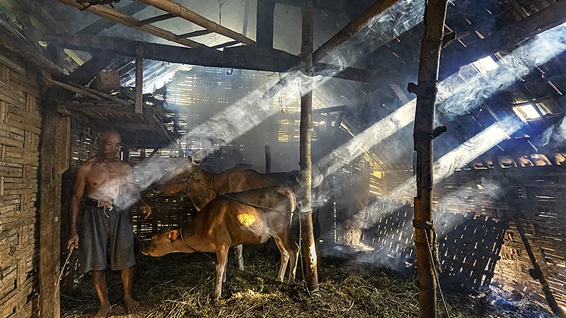 Dua ekor sapi berdiri di dalam kandang berdinding anyaman bambu beralas jerami, dengan berkas cahaya matahari menembus celah atap dan seorang pria berdiri di sampingnya