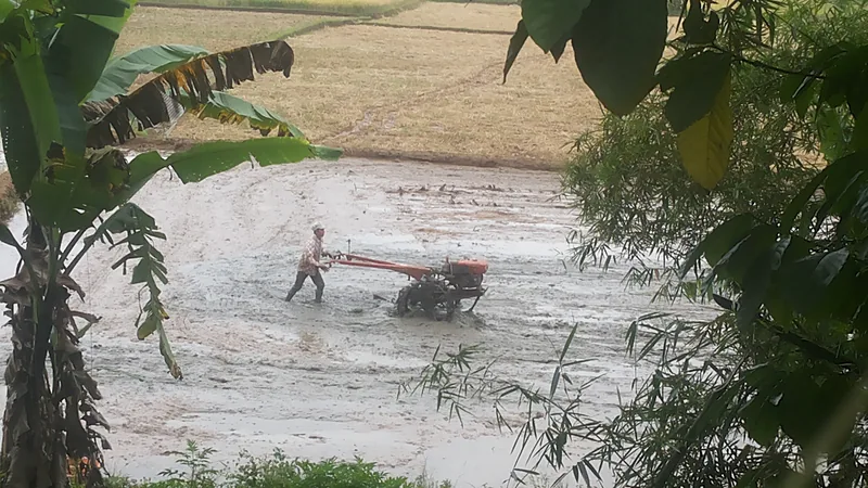 Belanja Daerah Sulsel Rp10,556 Triliun di APBD Perubahan Seorang petani bertopi mengemudikan traktor tangan di petak sawah berlumpur, dibingkai daun pisang dan bambu di latar depan