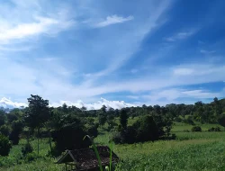 Petani Bulukumba Terjepit Kemarau dan Antrean BBM, 662 Hektare Terdampak