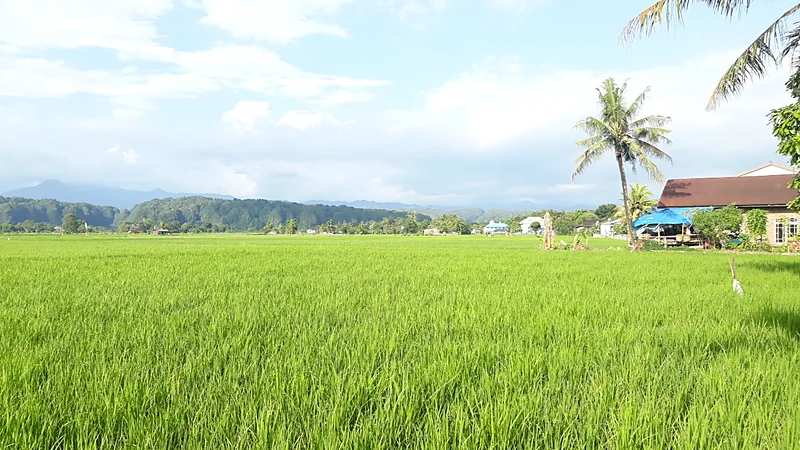 Sawah Kering Dua Bulan, Petani Duampanua Pinrang Protes Pembagian Air Hamparan sawah padi hijau dengan pohon kelapa, rumah beratap cokelat, dan perbukitan di kejauhan